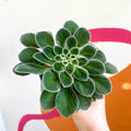 Whirlpool Plant - Petrocosmea iodioides - Welsh Grown - Sprouts of Bristol