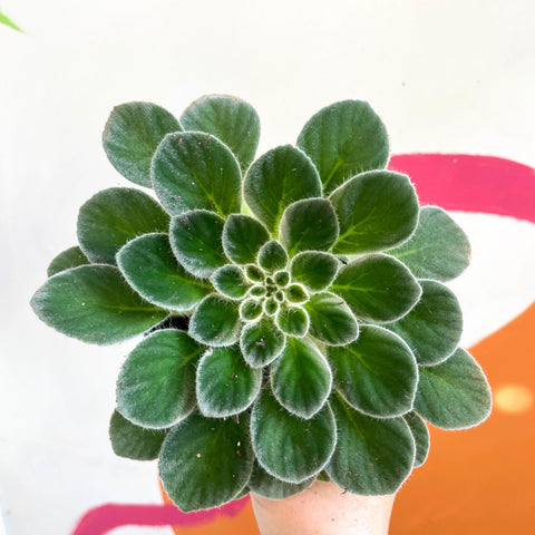 Whirlpool Plant - Petrocosmea iodioides - Welsh Grown - Sprouts of Bristol