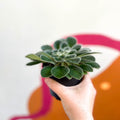 Whirlpool Plant - Petrocosmea iodioides - Welsh Grown - Sprouts of Bristol