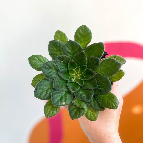 Whirlpool Plant - Petrocosmea 'Keystone's Angora' - Welsh Grown - Sprouts of Bristol