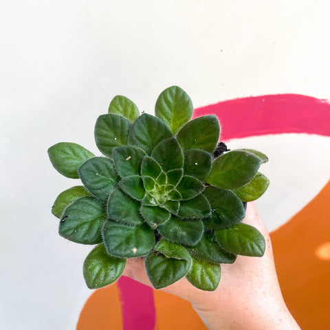Whirlpool Plant - Petrocosmea 'Keystone's Angora' - Welsh Grown - Sprouts of Bristol