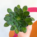 Whirlpool Plant - Petrocosmea 'Keystone's Angora' - Welsh Grown - Sprouts of Bristol