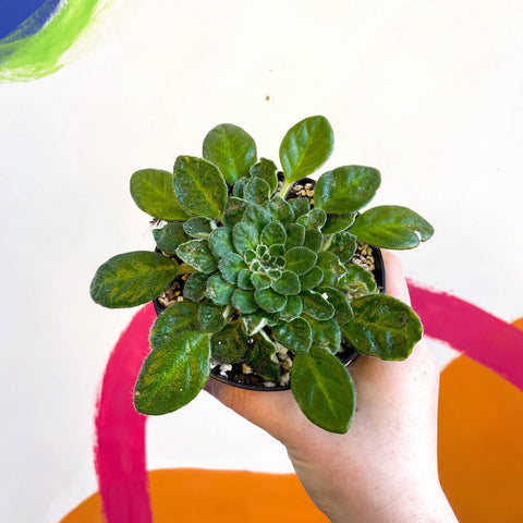 Whirlpool Plant - Petrocosmea 'Keystone's Harvest Moon' - Welsh Grown - Sprouts of Bristol