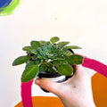Whirlpool Plant - Petrocosmea 'Keystone's Harvest Moon' - Welsh Grown - Sprouts of Bristol
