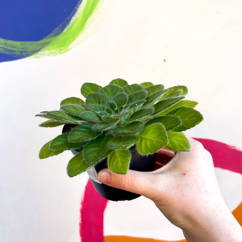 Whirlpool Plant - Petrocosmea 'Keystone's Lafayette' - Welsh Grown - Sprouts of Bristol