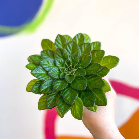 Whirlpool Plant - Petrocosmea 'Keystone's Lafayette' - Welsh Grown - Sprouts of Bristol