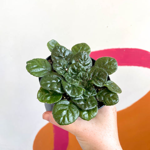 Whirlpool Plant - Petrocosmea 'Moro de Moso' - Welsh Grown - Sprouts of Bristol