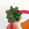 Whirlpool Plant - Petrocosmea 'Moro de Moso' - Welsh Grown - Sprouts of Bristol