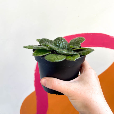 Whirlpool Plant - Petrocosmea 'Moro de Moso' - Welsh Grown - Sprouts of Bristol