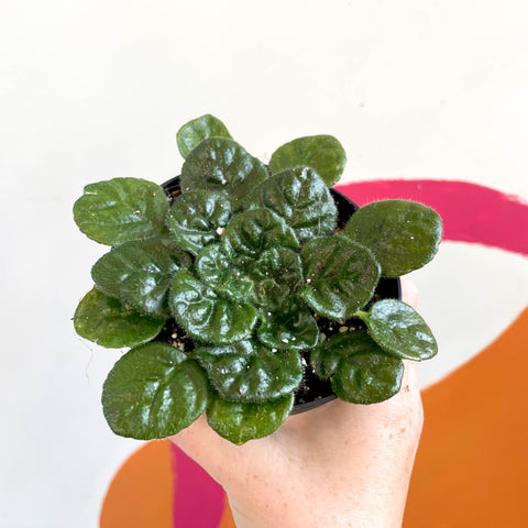 Whirlpool Plant - Petrocosmea 'Moro de Moso' - Welsh Grown - Sprouts of Bristol