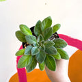 Whirlpool Plant - Petrocosmea species TT27 - Welsh Grown - Sprouts of Bristol