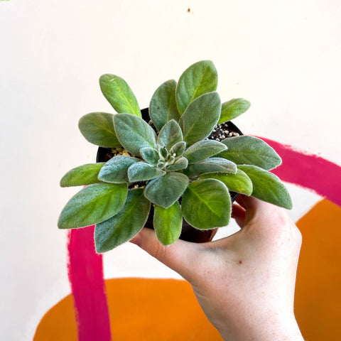 Whirlpool Plant - Petrocosmea species TT27 - Welsh Grown - Sprouts of Bristol