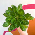 Whirlpool Plant - Petrocosmea thermopuncta grandiflora - Welsh Grown - Sprouts of Bristol