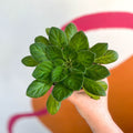 Whirlpool Plant - Petrocosmea thermopuncta grandiflora - Welsh Grown - Sprouts of Bristol