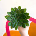 Whirlpool Plant - Petrocosmea 'Yuki No Sei' - Welsh Grown - Sprouts of Bristol