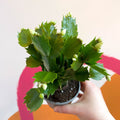 White Christmas Cactus - Schlumbergera - Sprouts of Bristol