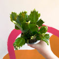 White Christmas Cactus - Schlumbergera - Sprouts of Bristol