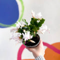 White Christmas Cactus - Schlumbergera truncata 'Malissa Dancer ' - British Grown - Sprouts of Bristol