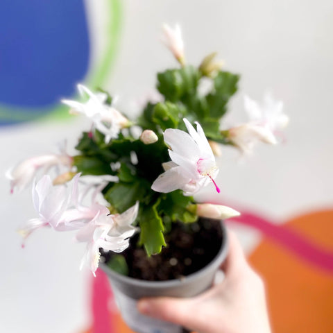 White Christmas Cactus - Schlumbergera truncata 'Malissa Dancer ' - British Grown - Sprouts of Bristol