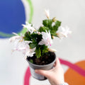 White Christmas Cactus - Schlumbergera truncata 'Malissa Dancer ' - British Grown - Sprouts of Bristol