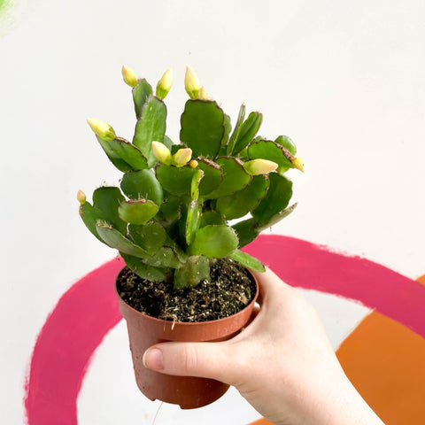White Easter Cactus - Rhipsalidopsis gaertneri - Sprouts of Bristol
