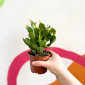White Easter Cactus - Rhipsalidopsis gaertneri - Sprouts of Bristol