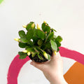 White Easter Cactus - Rhipsalidopsis gaertneri - Sprouts of Bristol
