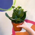White Flaming Katy - Kalanchoe blossfeldiana - Sprouts of Bristol