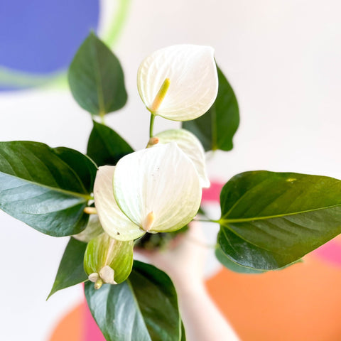 White Flamingo Flower - Anthurium andraeanum 'Baby White' - Sprouts of Bristol