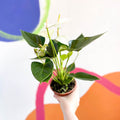 White Flamingo Flower - Anthurium andraeanum 'Baby White' - Sprouts of Bristol