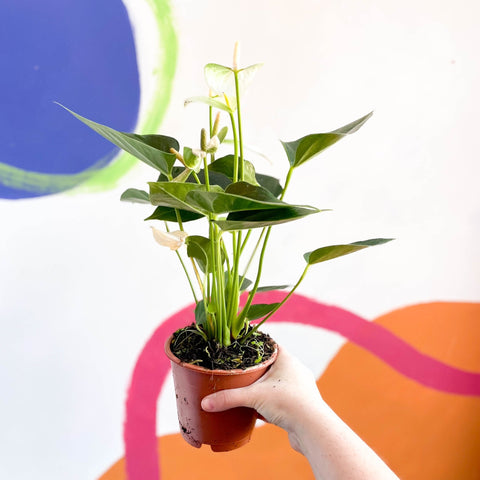 White Flamingo Flower - Anthurium andraeanum 'Baby White' - Sprouts of Bristol