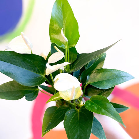 White Flamingo Flower - Anthurium andraeanum 'White Champion' - Sprouts of Bristol
