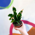 White Holiday Cactus - Schlumbergera truncata - Sprouts of Bristol