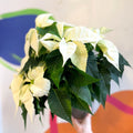 White Poinsettia - Euphorbia pulcherrima - British Grown - Sprouts of Bristol
