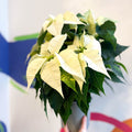 White Poinsettia - Euphorbia pulcherrima - British Grown - Sprouts of Bristol