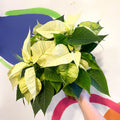 White Poinsettia - Euphorbia pulcherrima - British Grown - Sprouts of Bristol