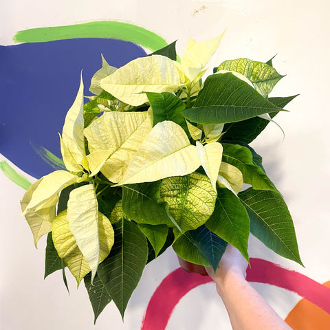 White Poinsettia - Euphorbia pulcherrima - British Grown - Sprouts of Bristol