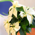 White Poinsettia - Euphorbia pulcherrima - British Grown - Sprouts of Bristol