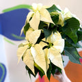 White Poinsettia - Euphorbia pulcherrima - British Grown - Sprouts of Bristol