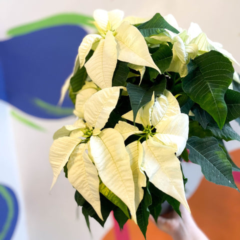 White Poinsettia - Euphorbia pulcherrima - British Grown - Sprouts of Bristol