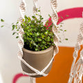 White Rainbow Dust Macrame Plant Hanger - Sprouts of Bristol