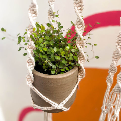 White Rainbow Dust Macrame Plant Hanger - Sprouts of Bristol