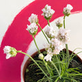 White Sea Thrift - Armeria maritima 'Alba' - Sprouts of Bristol