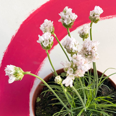 White Sea Thrift - Armeria maritima 'Alba' - Sprouts of Bristol