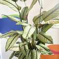 White Star Calathea - Calathea majestica 'White Star' - Sprouts of Bristol