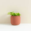 Willow Small Planter - Sprouts of Bristol
