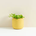 Willow Small Planter - Sprouts of Bristol
