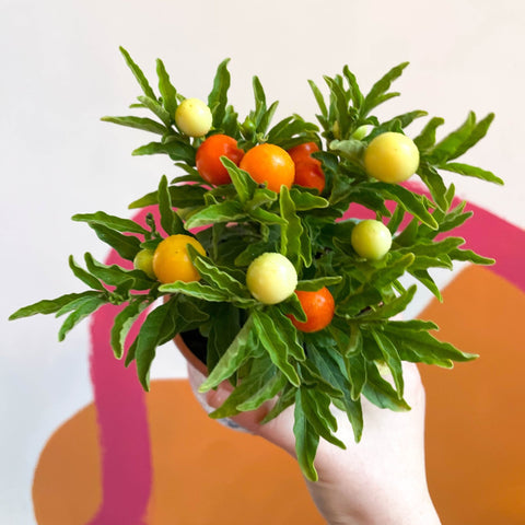 Winter Cherry Plant - Solanum pseudocapsicum - British Grown - Sprouts of Bristol