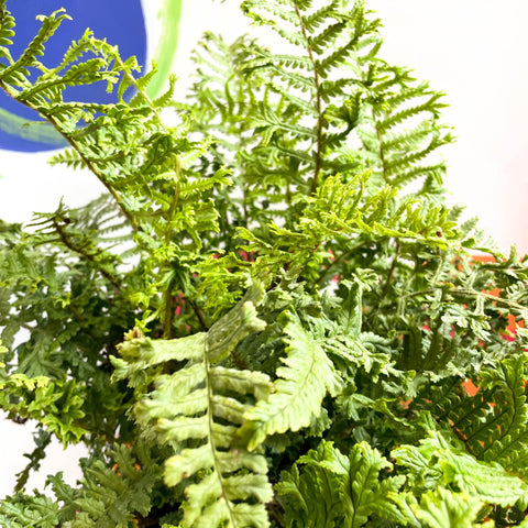 Wood Fern - Dropteris - Cotswold Grown Perennial - Sprouts of Bristol