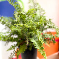 Wood Fern - Dropteris - Cotswold Grown Perennial - Sprouts of Bristol
